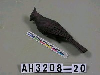 藏品(鳥)的圖片
